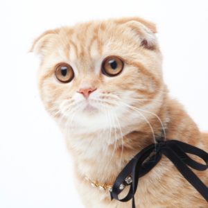 Cat Collar & Harness